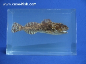 Foto Galerie/Perciformes/Cottoidei/Myoxocephalus scorpius/Myoxocephalus scorpius_01_S.jpg